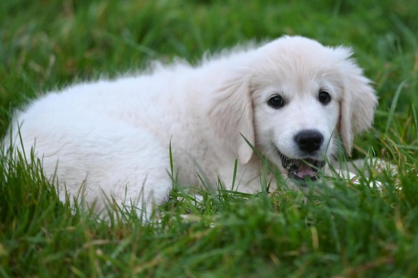 Goutte otite chien : soulagement et prévention des infections