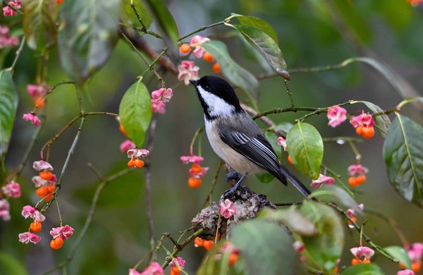 Quelles sont les meilleures stratégies pour enrichir l'environnement d'un chat de race Bengal ?