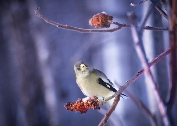 Les oiseaux peuvent-ils apprendre des sons nouveaux et complexes, comme la musique humaine ?
