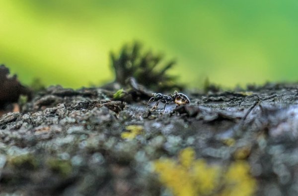 Les octopodes et les pieuvres peuvent-ils vraiment changer de texture et de couleur instantanément ?